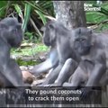 شاهدوا بالفيديو كيف تنظف القرود أسنانهم