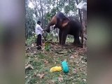 هذا ما فعله فيل غاضب لشاب حاول المزح معه