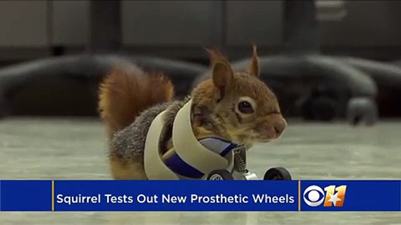 شاهد: سنجاب يتحرك على عجلتين بعد أن فقد ساقيه الأماميتين