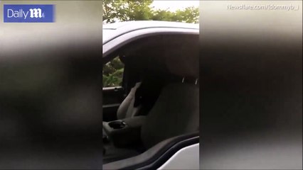 مشهد غريب.. دب يتسلل إلى داخل شاحنة عبر نافذة مفتوحة