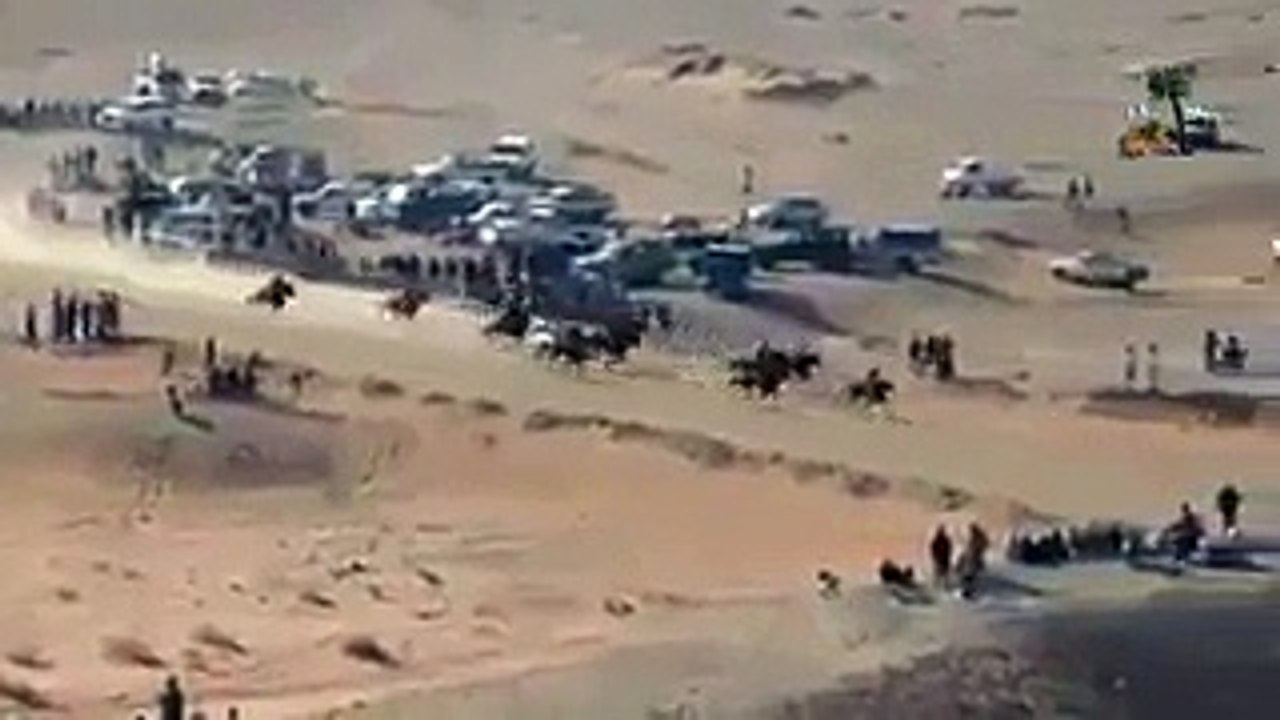 حادث اصطدام عنيف جداً بين عدد من الخيول وسيارة