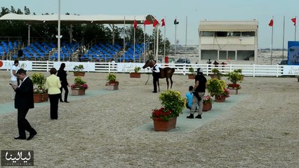 انطلاق بطولة فيصل بن حمد لجمال الخيل العربية