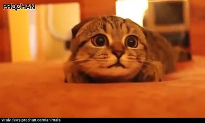 فيديو مضحك لقطة تشعر بالخوف أثناء مشاهدة فيلم رعب