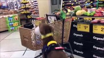كلب متعاون يقدم لمالكته المصابة المساعدة أثناء التسوق.. فيديو