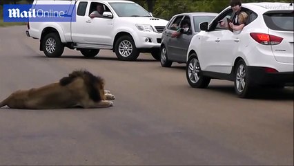 فيديو أطفال حاولوا التقاط صور بحديقة حيوانات مفتوحة فحدث أمر غير متوقع