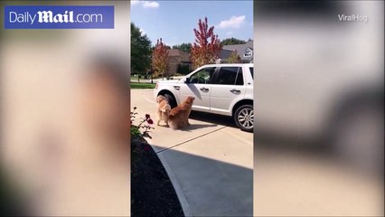 فيديو: كلاب أليفة تستقبل فتاة بطريقة مؤثرة جداً عند عودتها للمنزل