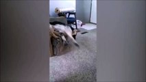 شاهد بالفيديو.. موقف طريف تعرض له كلب أليف بسبب عشقه للنوم