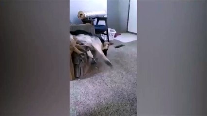 شاهد بالفيديو.. موقف طريف تعرض له كلب أليف بسبب عشقه للنوم