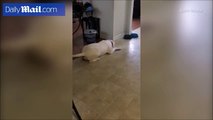 كلب يصاب بنوبة غضب بسبب عدم حصوله على وجبته المفضلة.. فيديو كوميدي