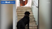 فيديو طريف.. كلب يحاول التغلب على خوفه من استخدام السلالم