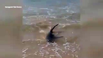 شاهد ماذا حدث لـ"قرش" انتهى به الحال على أحد الشواطئ.. فيديو وصور