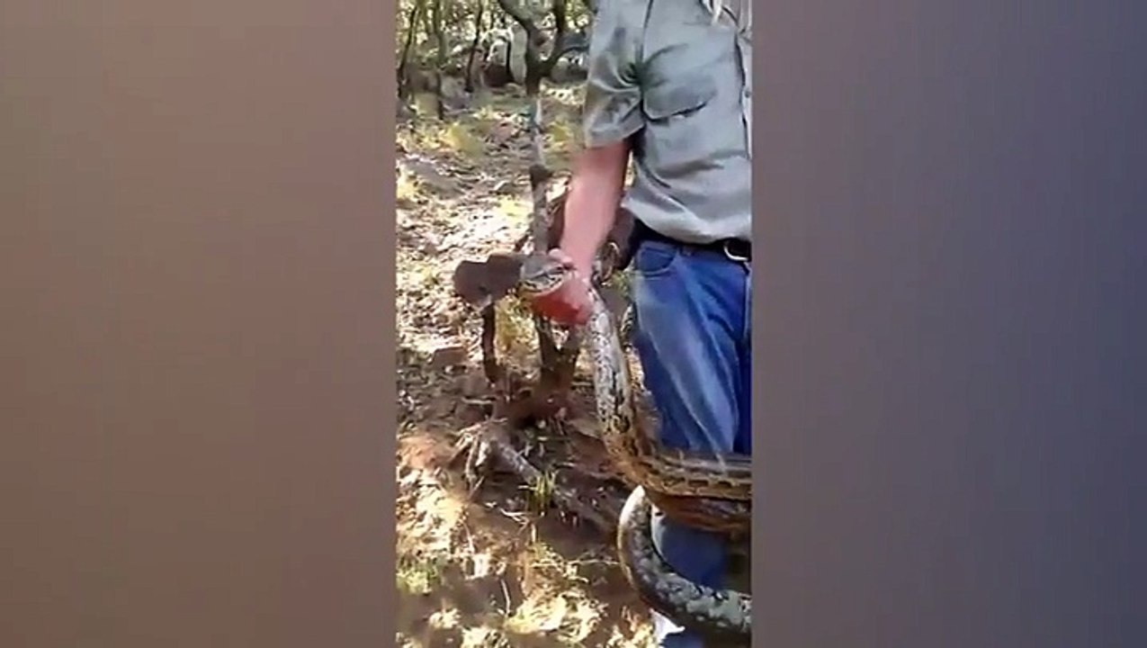 فيديو: صائد أفاعي يواجه موقفاً مرعباً بعد الإمساك بثعبان عملاق