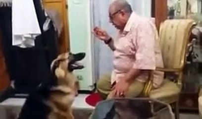 فيديو لكلب يعتذر لصاحبه بشكل مدهش جداً