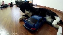 فيديو مضحك لحيوانات تلهو مع سيارات التحكم عن بعد