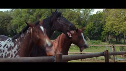 فيديو أحصنة تضحك بشكل هستيري بإعلان جديد لفولكس واجن تيجوان