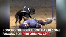 كلب ينجح في انعاش ضابط شرطة