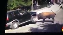 فيديو ثور غاضب يهاجم سيارة ويحطمها كأفلام الآكشن