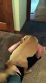 فيديو نجم شهير يلتقي كلبه لأول مرة بعد فراق دام 10 أسابيع