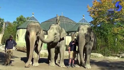 رد فعل غريب ومؤثر لفيلة بعد أن فقدت صغيرها