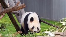 فيديو حديقة حيوان أمريكية تحتفل بعيد ميلاد باندا بطريقة لطيفة