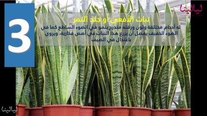 بالفيديو أفضل 10 نباتات زينة منزلية داخلية ‏