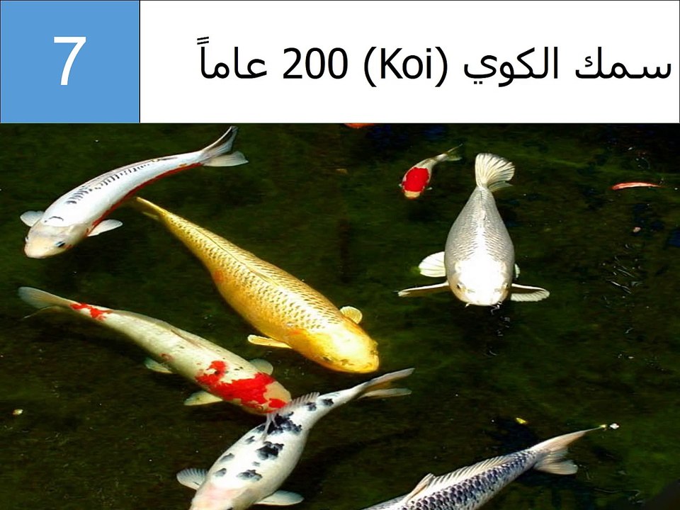 بالفيديو: أكثر 10 حيوانات معمّرة ... تعرف عليها