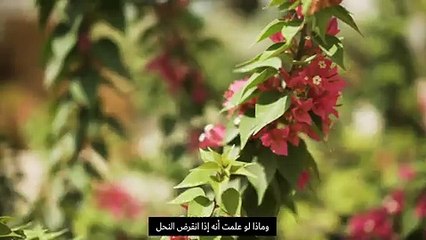 المدينة المستدامة تحتفل بيوم النحل العالمي