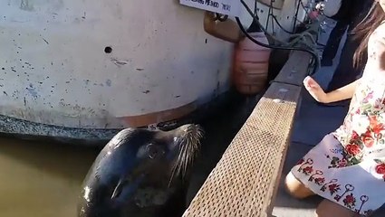 "أسد البحر" يهاجم طفلة صغيرة ويجرها إلى الماء.. فيديو يحبس الأنفاس