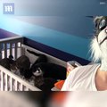 لأول مرة فيديو شاب ينفذ مقلباً مع قططه الخمسة ويرعبهم بطريقة مضحكة
