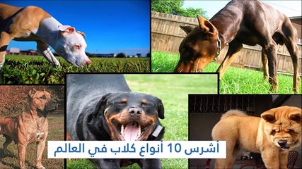أشرس 10 أنواع كلاب في العالم