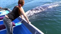 فتاة تداعب الحوت الأزرق دون أن تخاف من حجمه الضخم