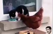 فيديو ديك يلقى نصيبه بعد أن حاول أكل طعام القط