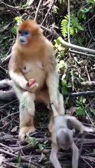 رد فعل الأم واحد لدى البشر والقرود.. شاهد بنفسك