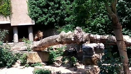 Download Video: Un héron visite un Zoo au mauvais endroit et au mauvais moment