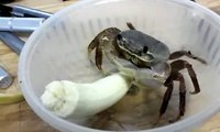 Un crabe apprivoisé mange une banane