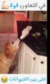 فيديو لا يصدق لعصفور يطعم كلب