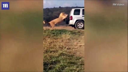 فيديو: "أسد" يتشبث في سيارة بطريقة غريبة أثناء مرورها في حديقة سفاري