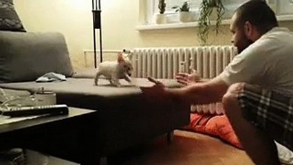 هكذا يتعلم الكلب الشجاعة.. شاهد الفيديو