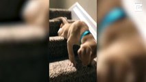 فيديو كلب شجاع يقاوم إصابته بالفوبيا ويتمكن من هبوط السلالم