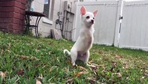كلب ولد بدون ساقين أماميتين يحقق شهرة واسعة على مواقع التواصل.. فيديو