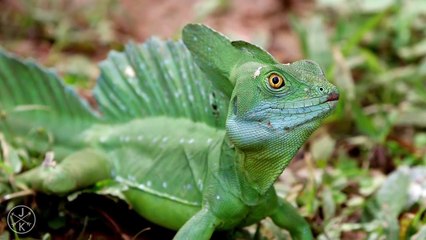 Watch HD Videos on YouTube 🎥