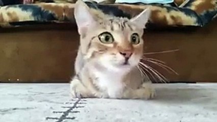 فيديو ردود أفعال القطط أثناء مشاهدة أفلام الرعب