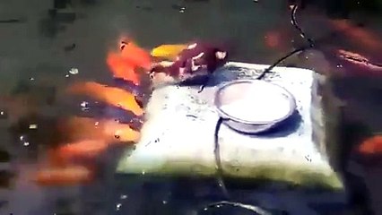 فيديو بطة تطعم الأسماك من حولها