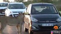بالفيديو: أسد يحاول اقتحام سيارة في جنوب أفريقيا