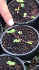 خليجي يبهر الجميع بزرعه نبات ينكمش بمجرد لمسه