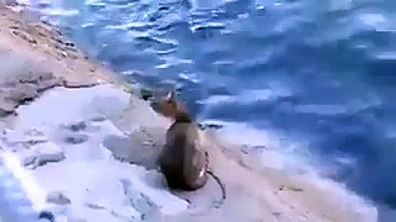 بالفيديو: لن تصدق كيف اصطادت هذه القطة السمكة  وهي تسبح