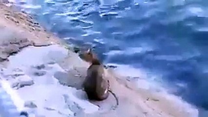 بالفيديو: لن تصدق كيف اصطادت هذه القطة السمكة  وهي تسبح