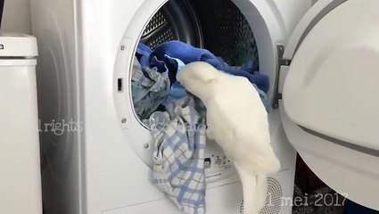 شاهد.. "ببغاء ذكي" يؤدي الأعمال المنزلية ويستخدم غسالة الملابس ببراعة