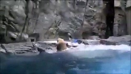 فيديو دب يرمي بنفسه في الماء لإنقاذ دب آخر صغير