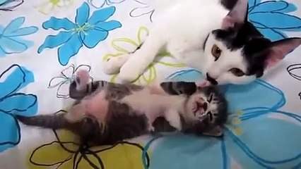 قطة تتعامل مع ابنتها مثل البشر بالضبط